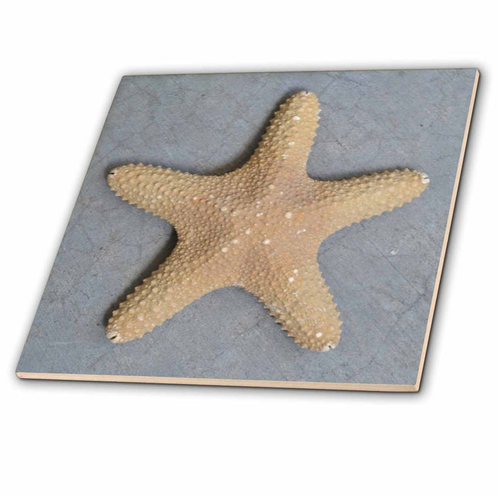 image of 6 Inch Ceramic Tile