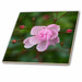 image of 8 Inch Ceramic Tile