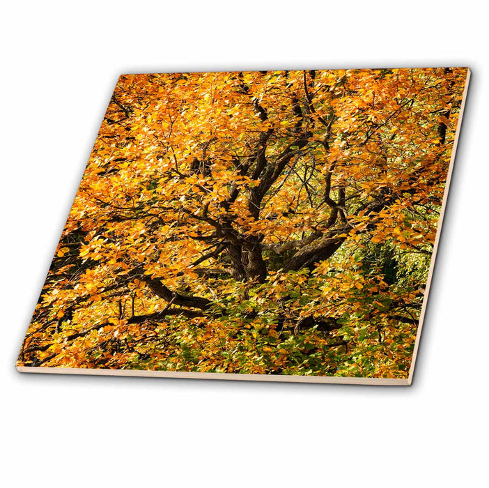 image of 12 Inch Ceramic Tile