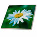 image of 6 Inch Ceramic Tile