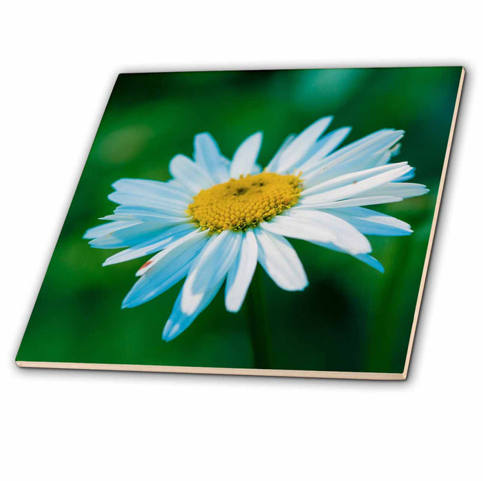 image of 6 Inch Glass Tile