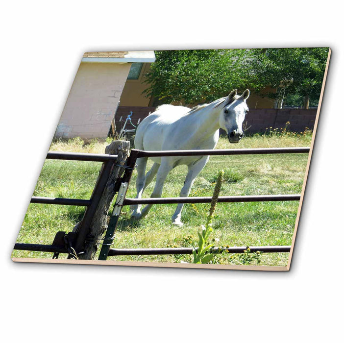 image of 6 Inch Ceramic Tile