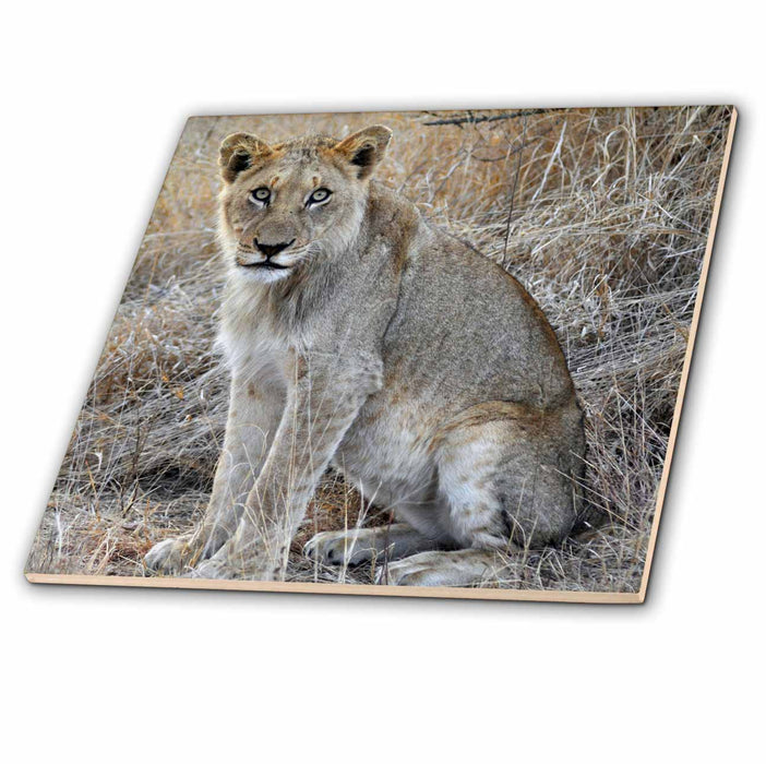 image of 12 Inch Ceramic Tile