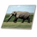 image of 12 Inch Ceramic Tile