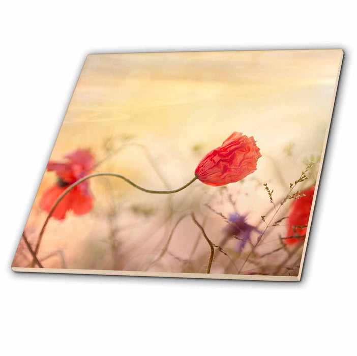 image of 6 Inch Ceramic Tile