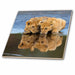 image of 6 Inch Ceramic Tile