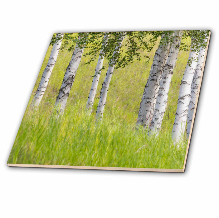 image of 4 Inch Ceramic Tile