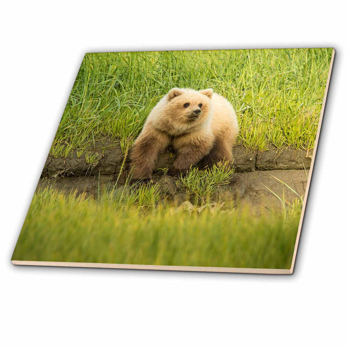 image of 6 Inch Ceramic Tile