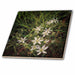 image of 12 Inch Ceramic Tile