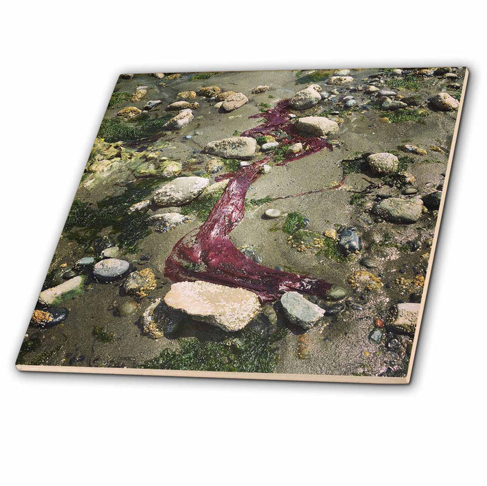 image of 12 Inch Ceramic Tile