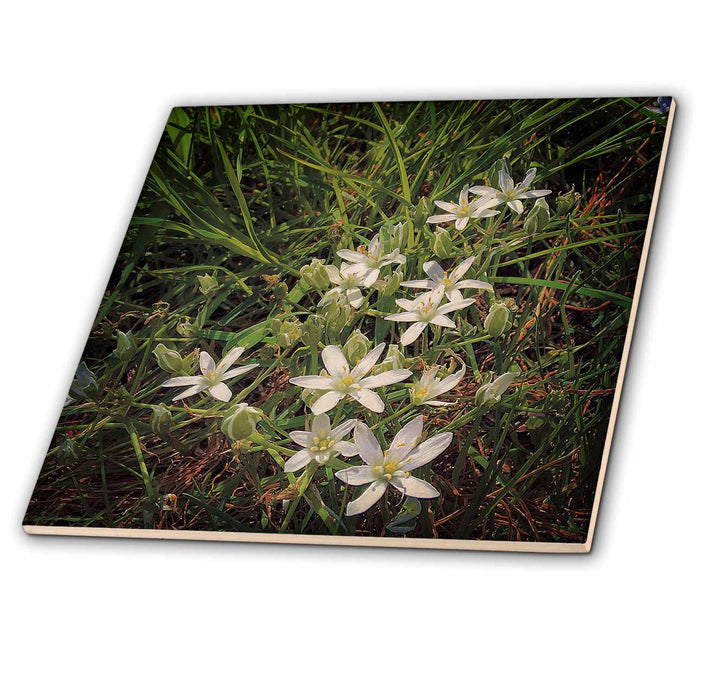 image of 8 Inch Ceramic Tile