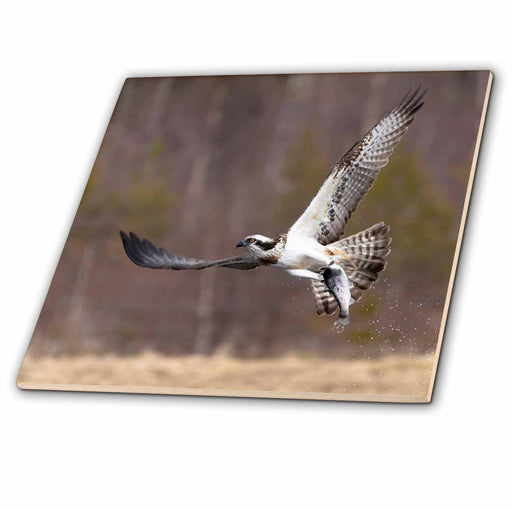 image of 4 Inch Ceramic Tile