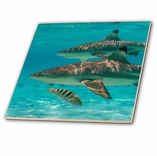 image of 4 Inch Ceramic Tile