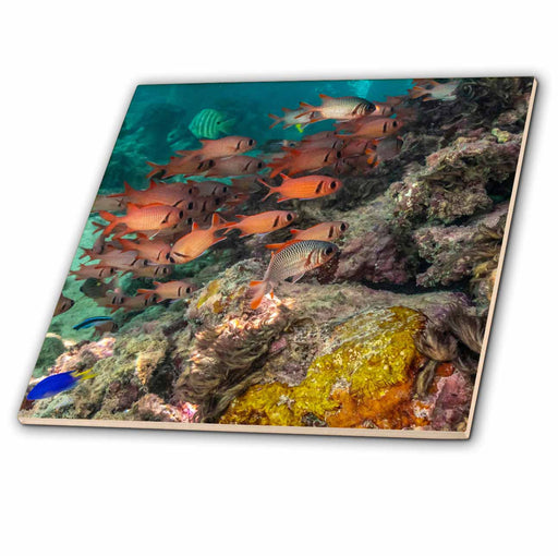 image of 4 Inch Ceramic Tile