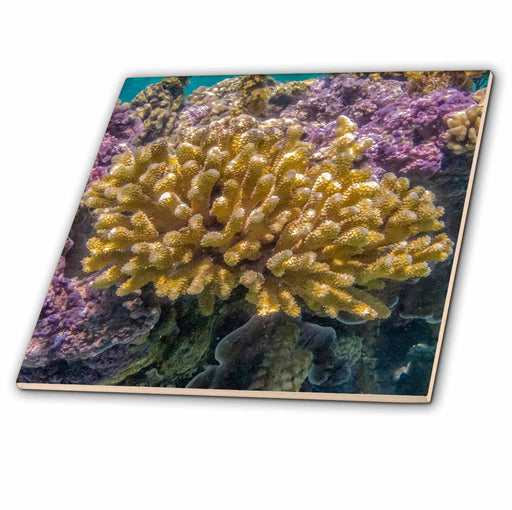 image of 4 Inch Ceramic Tile
