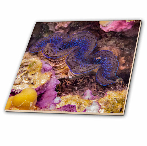 image of 4 Inch Ceramic Tile