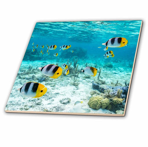 image of 4 Inch Ceramic Tile