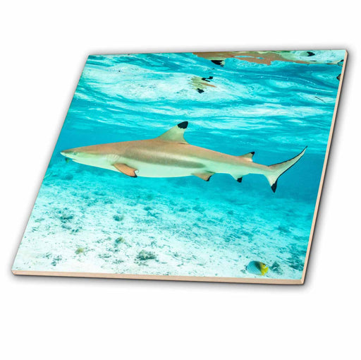 image of 4 Inch Ceramic Tile