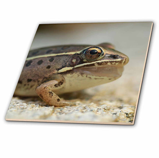 image of 4 Inch Ceramic Tile