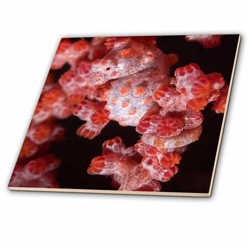 image of 4 Inch Ceramic Tile