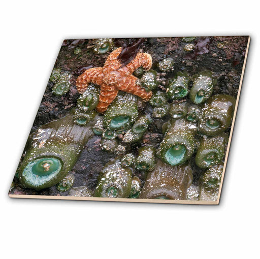 image of 4 Inch Ceramic Tile