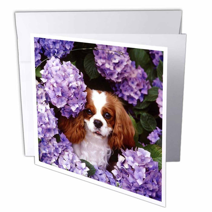 image of 12 Greeting Cards with envelopes