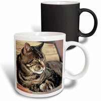 3dRose Utah, Capitol Reef NP. Sleeping tabby cat - US45 RER0114 - Ric Ergenbright - Mugs (mug_94870)