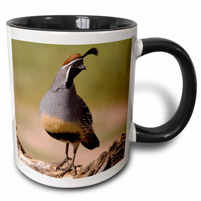 image of 11oz Two-Tone Black Mug