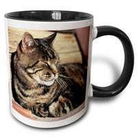 3dRose Utah, Capitol Reef NP. Sleeping tabby cat - US45 RER0114 - Ric Ergenbright - Mugs (mug_94870)