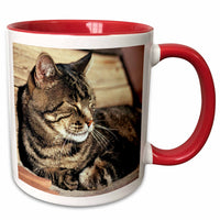 3dRose Utah, Capitol Reef NP. Sleeping tabby cat - US45 RER0114 - Ric Ergenbright - Mugs (mug_94870)