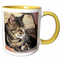 3dRose Utah, Capitol Reef NP. Sleeping tabby cat - US45 RER0114 - Ric Ergenbright - Mugs (mug_94870)